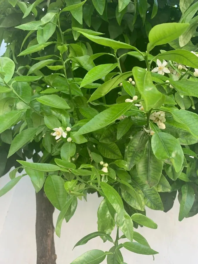 度假居 Villa Violeta 拉拉古纳